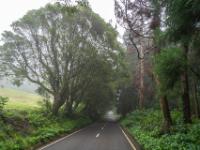 Talfahrt durch mystischen Nebelwald - Faial
